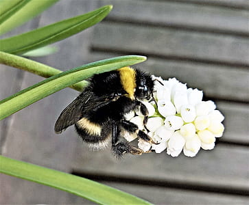 selective focus photography of black and yellow bee perched on yellow petaled flower thumbnail