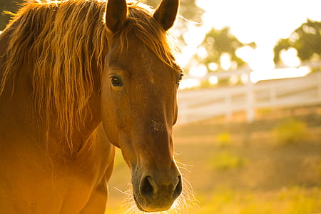 selective focus photography of horse thumbnail