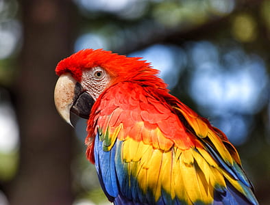 macro shot photography of red and yellow bird thumbnail