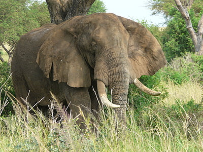 gray elephant on green grass field thumbnail