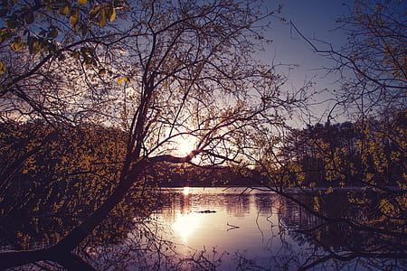 Bend Yellow Tree on Calm Body of Water during Golden Hour thumbnail