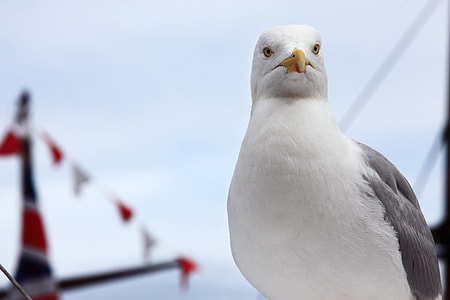 selective focus photography of seagull thumbnail