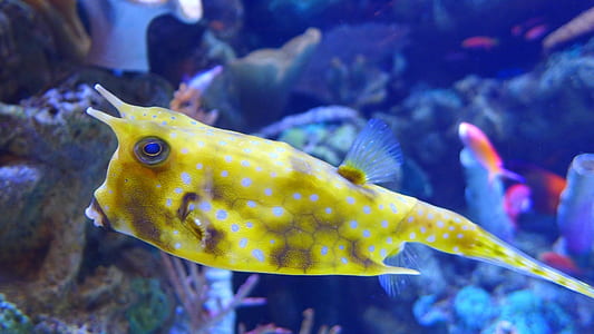 photo of yellow pet fish thumbnail