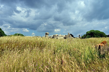 grass field near trees thumbnail
