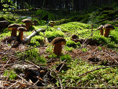 several brown mushrooms thumbnail
