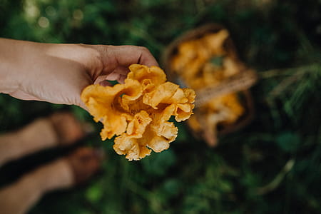 Picking mushrooms chantarelle in the woods thumbnail