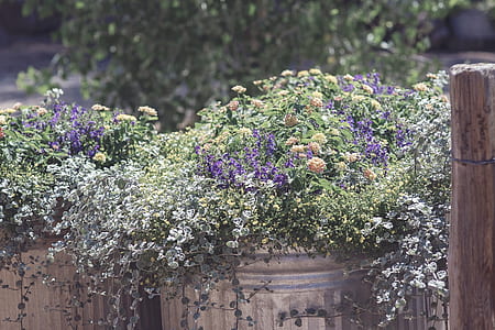 white and purple flowers in grey vases at daytime thumbnail