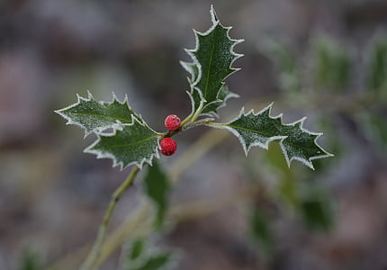 selective focus photo of red and green mistletoe at daytime thumbnail