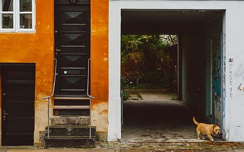 Norwich terrier near the door during daytime thumbnail