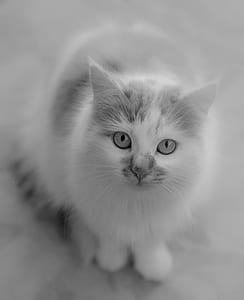 grayscale photography of cat thumbnail