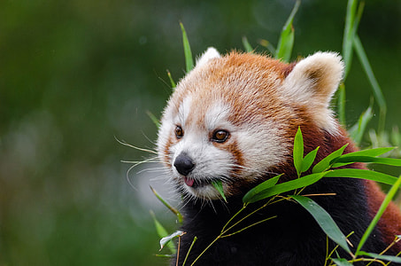 Red Panda Bear during daytime thumbnail