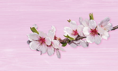 white and red petaled flowers on pink board thumbnail