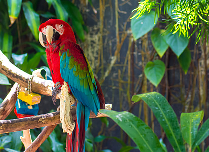 two parrots perched on branch thumbnail