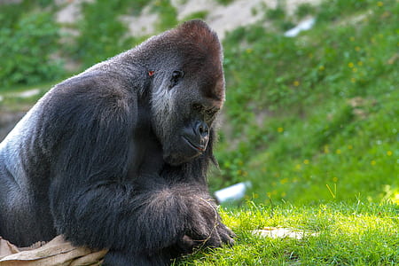 shallow focus photography of gorilla thumbnail