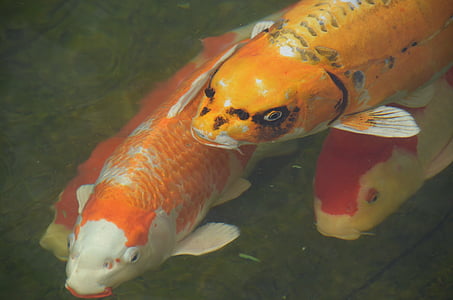 four Japanese Koi fishes in water thumbnail