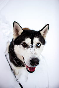 closeup photography of black and white Siberian husky thumbnail