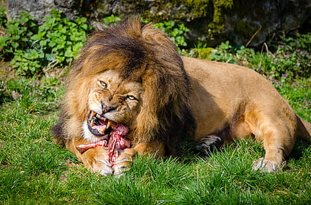 male lion eating meat surrounded by grass thumbnail