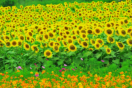 Sunflower, Summer Flowers thumbnail