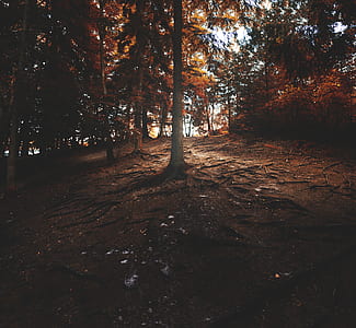 brown forest during daytime thumbnail