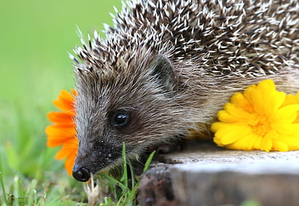 brown hedgehog thumbnail