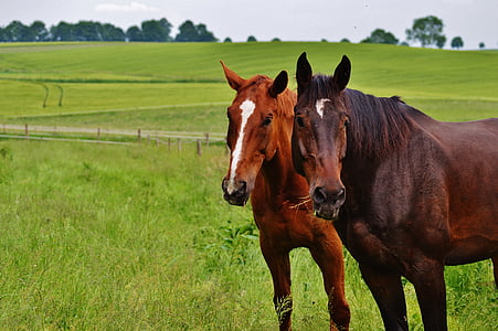 two brown goats on grass field thumbnail