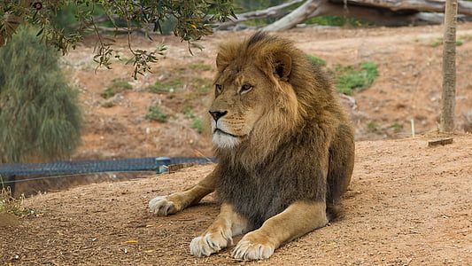 brown lion near tree thumbnail