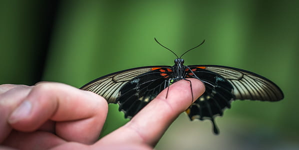 Shallow Focus Photograph of Black Butterfly on Person's Index Finger thumbnail