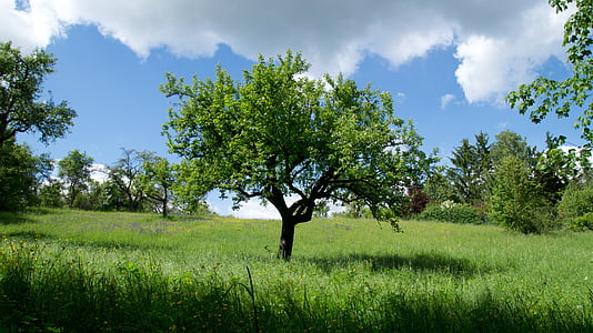 green leafed tree on grass field thumbnail