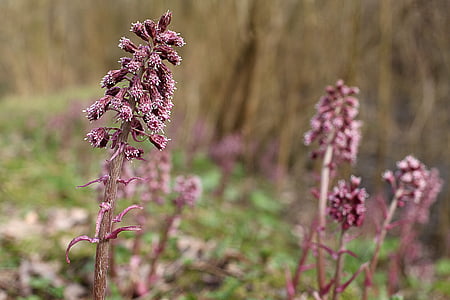selective focus photography of pink flowering plants thumbnail