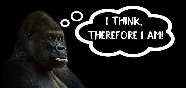 gorilla with text overlay thumbnail