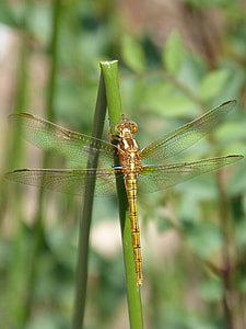 Dragonfly, Golden Dragonfly thumbnail