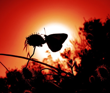 silhouette of butterfly perched on flower during golden hour photo thumbnail