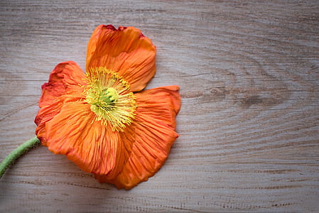 orange poppy flower on brown wooden surface thumbnail