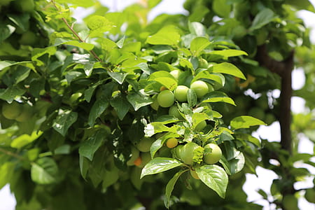green leafed tree thumbnail