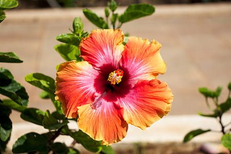 closeup photo of pink and yellow hibiscus flower thumbnail