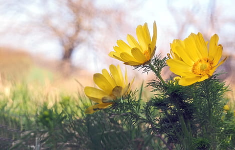 close up photo of yellow broad petaled flowers thumbnail