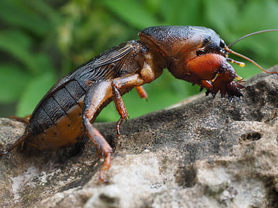 mole cricket on gray stone thumbnail