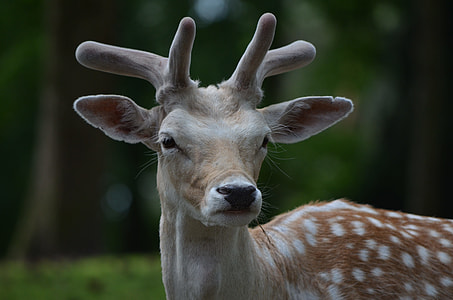 brown deer in forest thumbnail