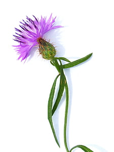 purple cluster flower on white surface thumbnail