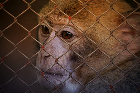 brown primate thumbnail