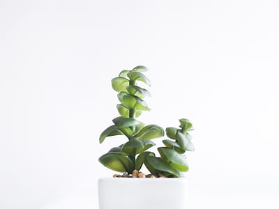 Succulent Plant thumbnail