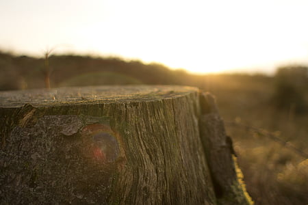 selective focus photo of tree trunk thumbnail