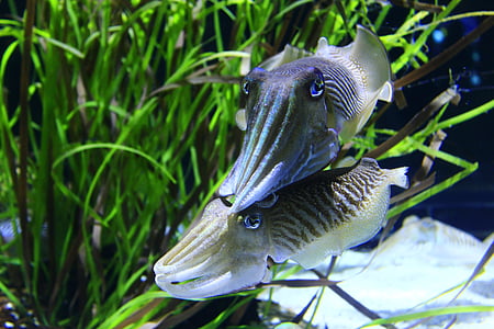 two blue-and-white fishes thumbnail