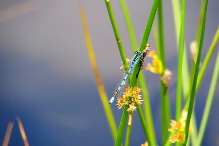 teal damselfly on green plant close-up photography thumbnail