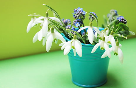 shallow focus photography of white and blue flowers in cyan pot thumbnail