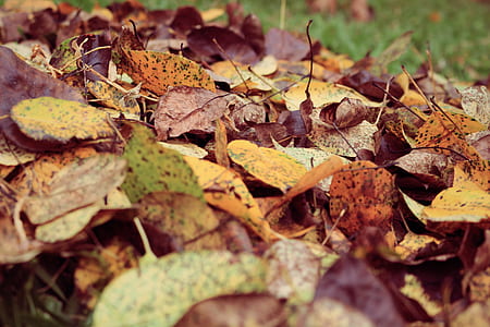 nature, dry, blur, leaves thumbnail