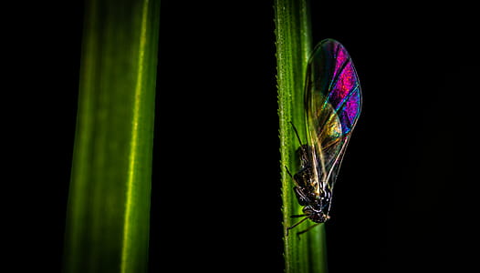 Selective Focus Photography of Black, Pink, and Green Cicada Perched on Side of Leaf thumbnail