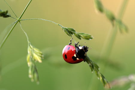 red and black ladybug in shallow photography thumbnail