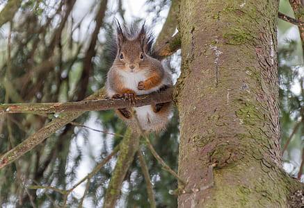 brown animal on tree thumbnail
