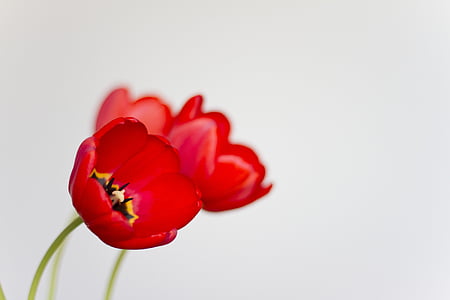 closeup photo of red flowers thumbnail